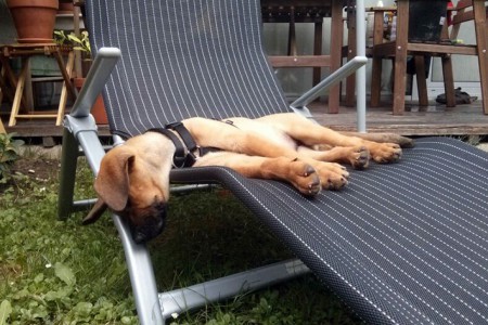 ...und auf der Gartenliege