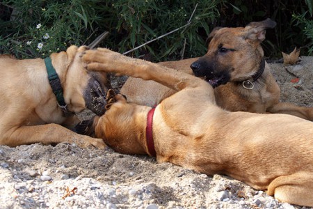 So ein Hundeohr muss schon was aushalten :-)