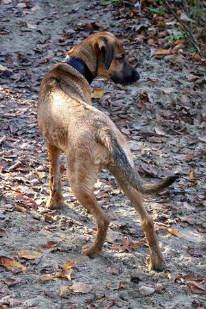 Nasser Hund posiert :-)