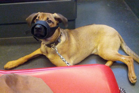 Gefährliche Hunde brauchen einen Beißkorb...