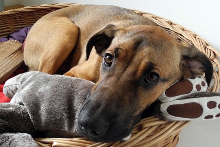 Müüüüdes Hunzi :)