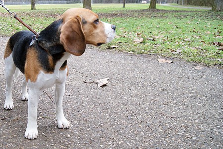 Sogar unseren Nachbarhund Diego ...