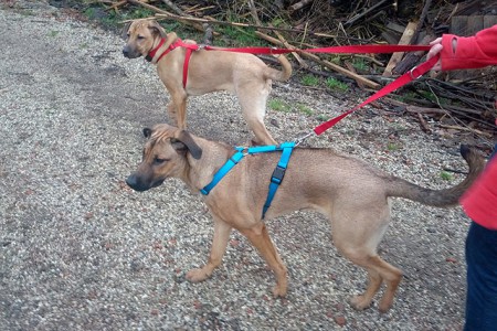 Schlittenhunde-Training ;)