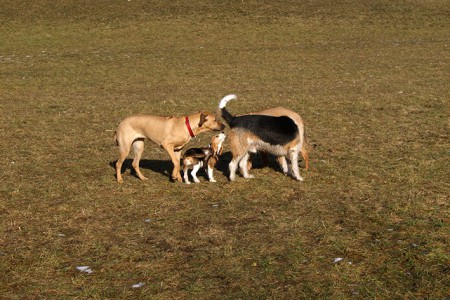 Lana muss sich ganz schön strecken um zu riechen mit wem sie es zu tun hat ;)