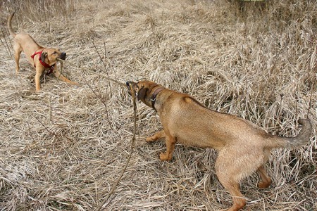 Heute im Programm - Seilziehen! :)